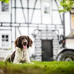 Apartment Hof Koehne - Altes - Hund *