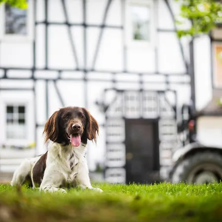 Lejlighed Hof Koehne - Altes - Hund *