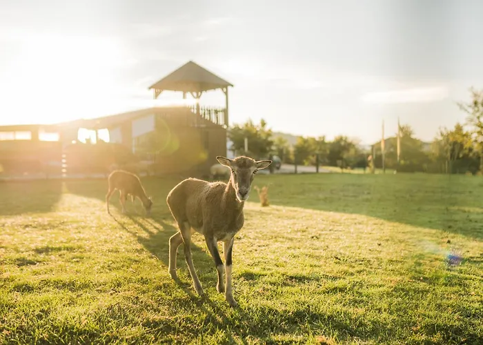 Hof Koehne - Altes - Hund *